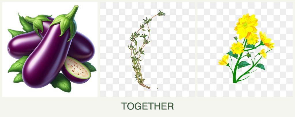 Can you plant eggplant, thyme and calendula together?
