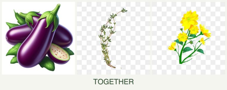 Can you plant eggplant, thyme and calendula together?