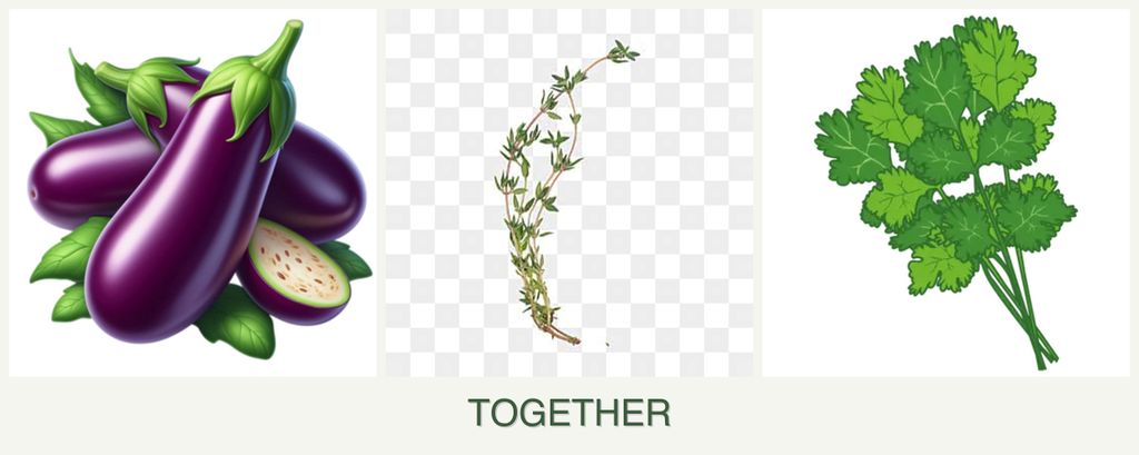 Can you plant eggplant, thyme and cilantro together?