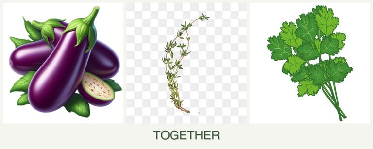 Can you plant eggplant, thyme and cilantro together?