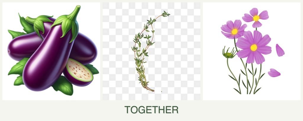 Can you plant eggplant, thyme and cosmos together?
