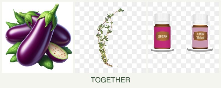Can you plant eggplant, thyme and geraniums together?