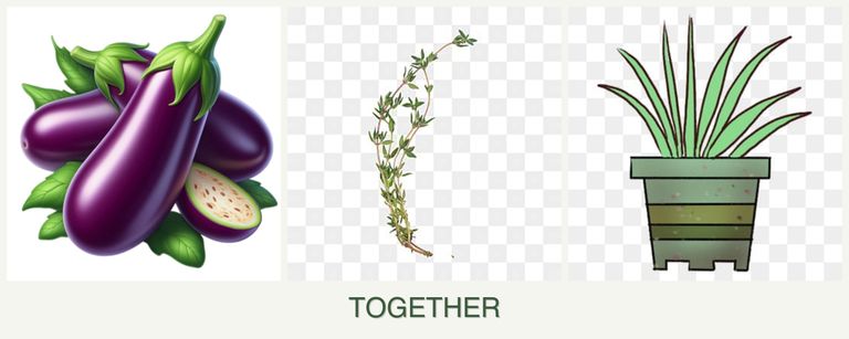 Can you plant eggplant, thyme and lemongrass together?