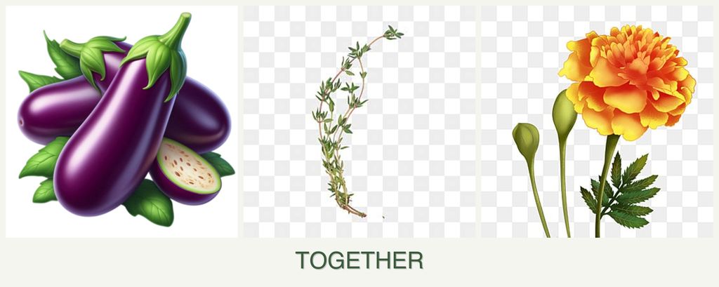 Can you plant eggplant, thyme and marigolds together?