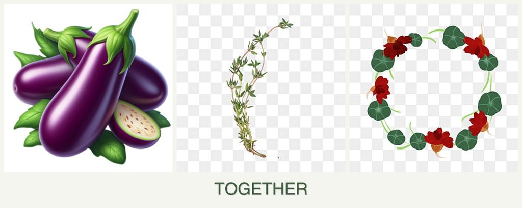 Can you plant eggplant, thyme and nasturtiums together?