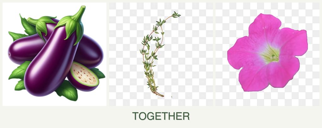 Can you plant eggplant, thyme and petunias together?