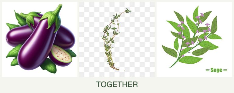 Can you plant eggplant, thyme and sage together?