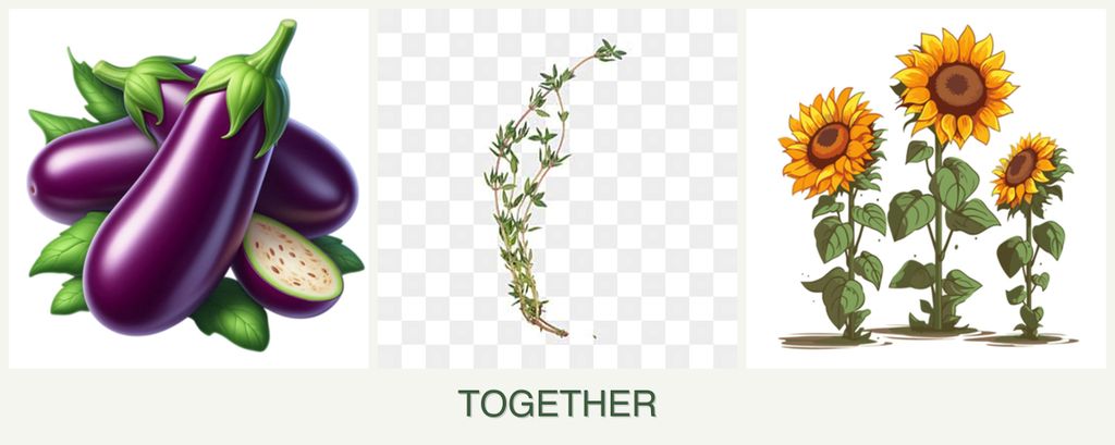 Can you plant eggplant, thyme and sunflowers together?