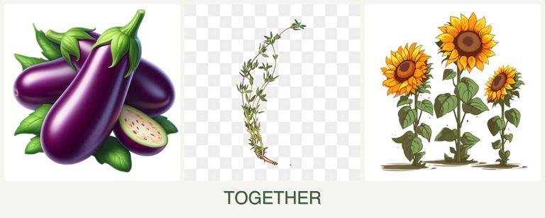 Can you plant eggplant, thyme and sunflowers together?
