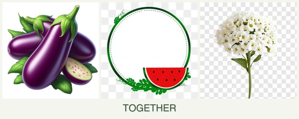 Can you plant eggplant, watermelons and alyssum together?