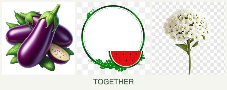 Can you plant eggplant, watermelons and alyssum together?