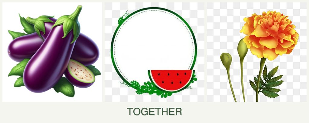 Can you plant eggplant, watermelons and marigolds together?