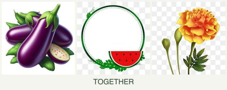 Can you plant eggplant, watermelons and marigolds together?