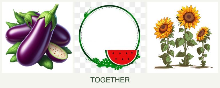 Can you plant eggplant, watermelons and sunflowers together?