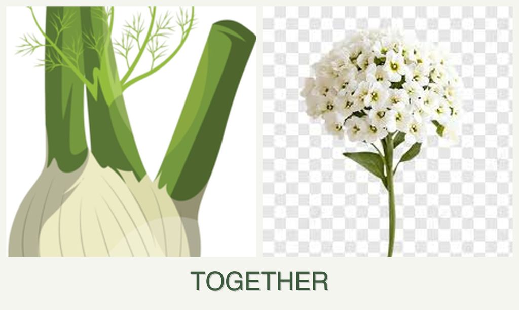 Can you plant fennel and alyssum together?