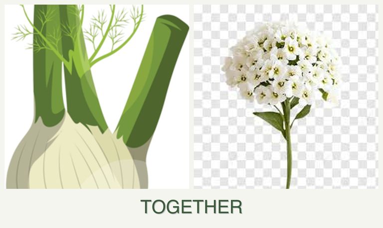 Can you plant fennel and alyssum together?