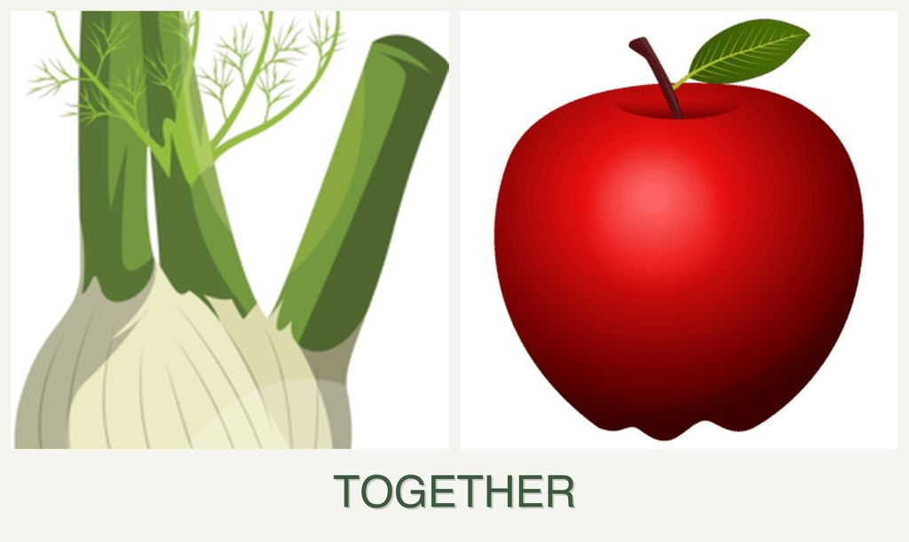 Can you plant fennel and apples together?