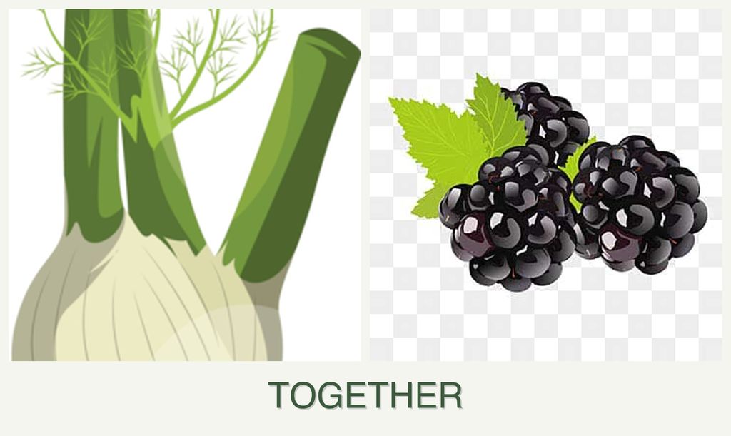Can you plant fennel and blackberries together?