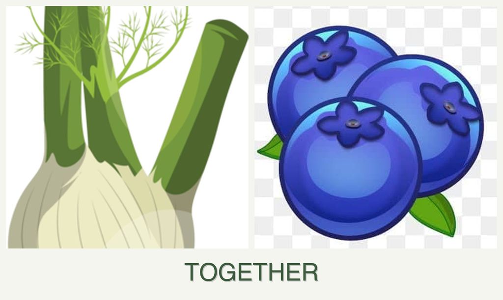 Can you plant fennel and blueberries together?