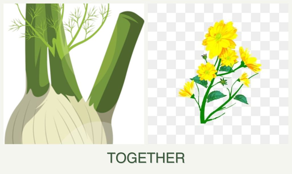 Can you plant fennel and calendula together?