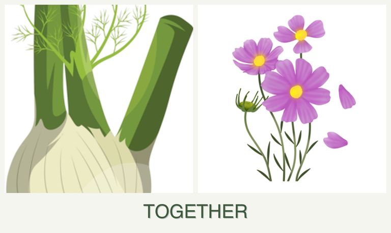 Can you plant fennel and cosmos together?