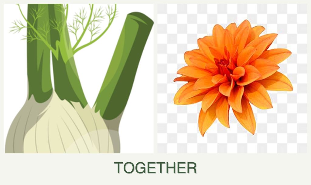 Can you plant fennel and dahlias together?