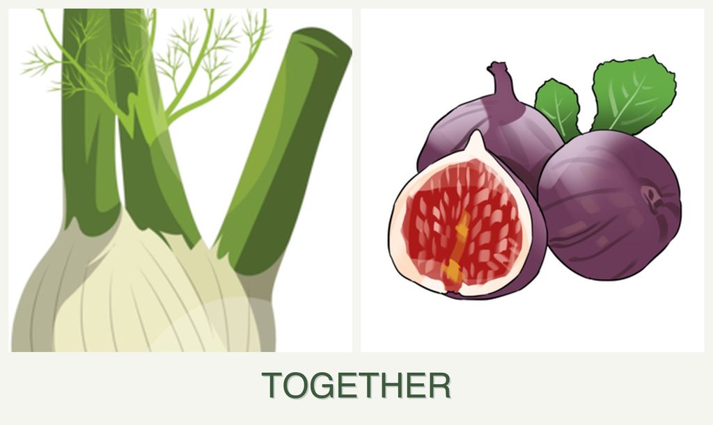 Can you plant fennel and figs together?