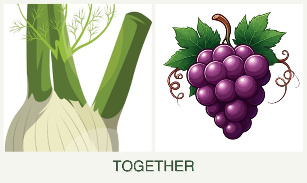 Can you plant fennel and grapes together?