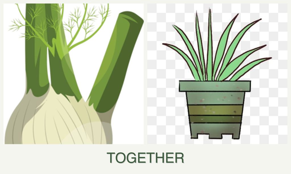 Can you plant fennel and lemongrass together?