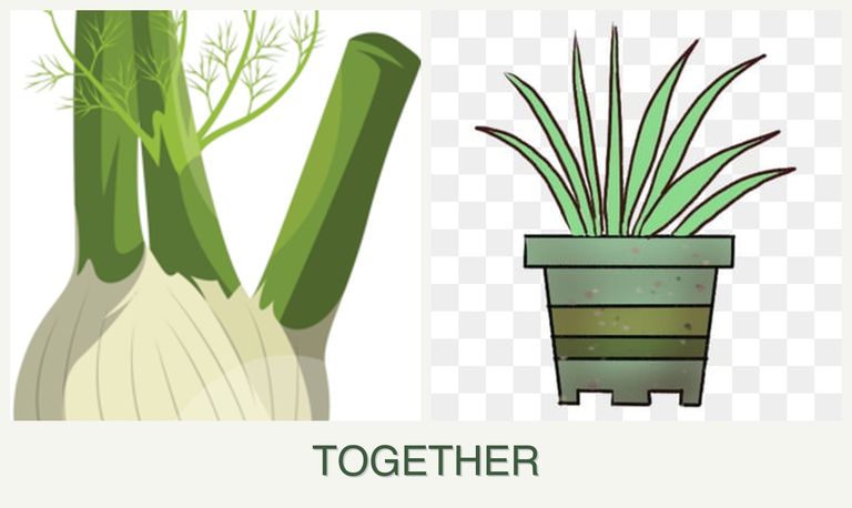 Can you plant fennel and lemongrass together?