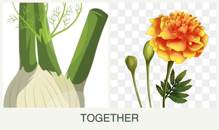 Can you plant fennel and marigolds together?