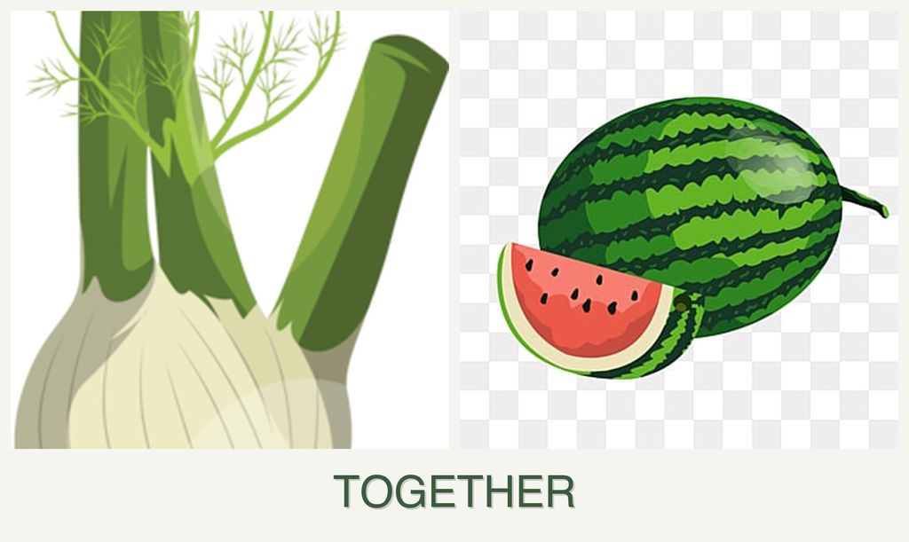 Can you plant fennel and melons together?