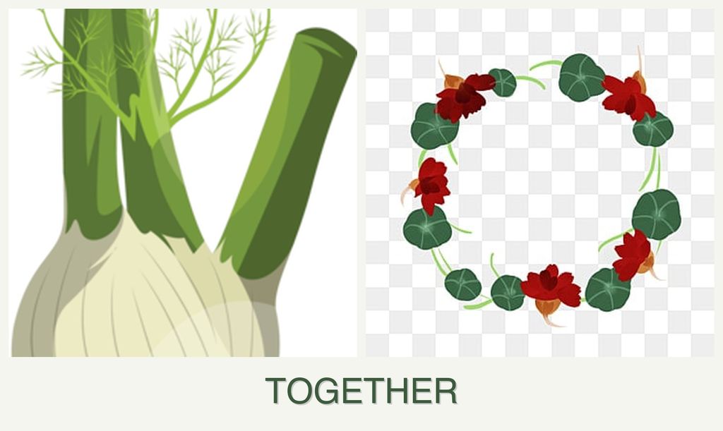 Can you plant fennel and nasturtiums together?