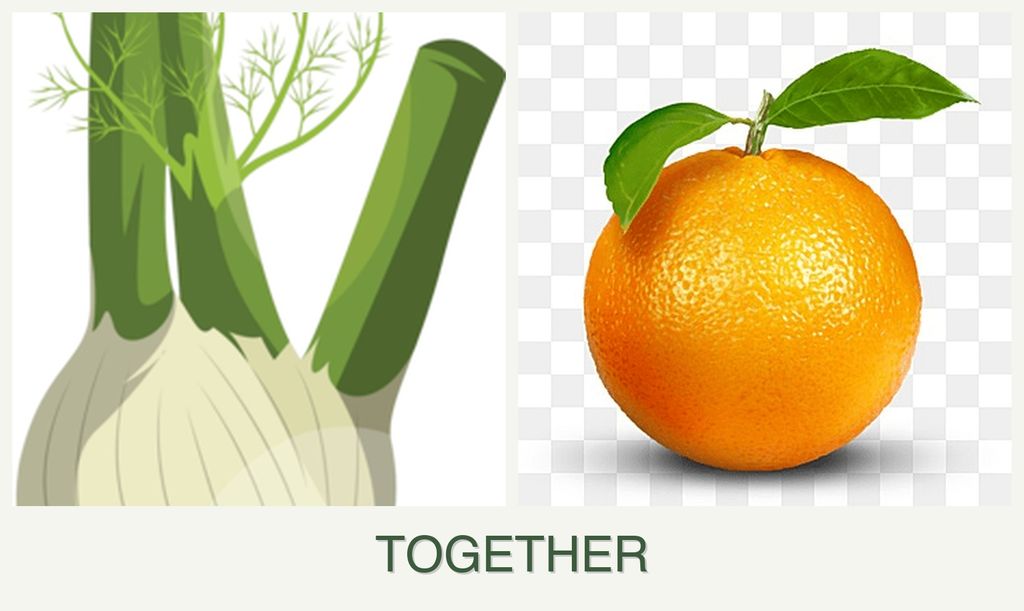 Can you plant fennel and oranges together?