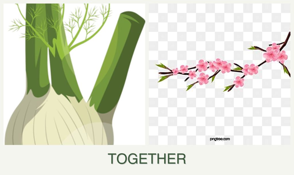 Can you plant fennel and peaches together?