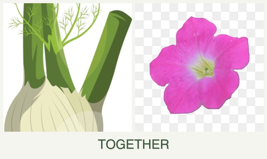 Can you plant fennel and petunias together?