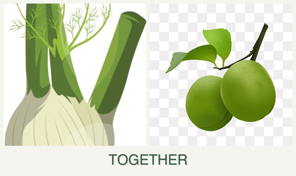 Can you plant fennel and plums together?