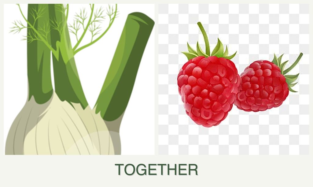 Can you plant fennel and raspberries together?