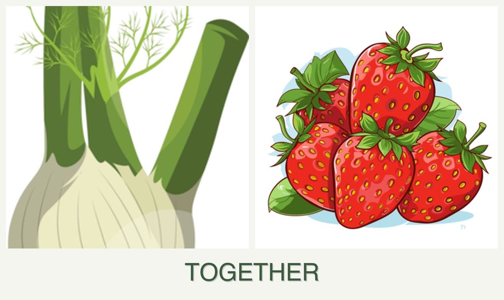 Can you plant fennel and strawberries together?
