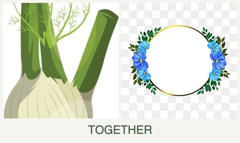 Can you plant fennel and zinnias together?