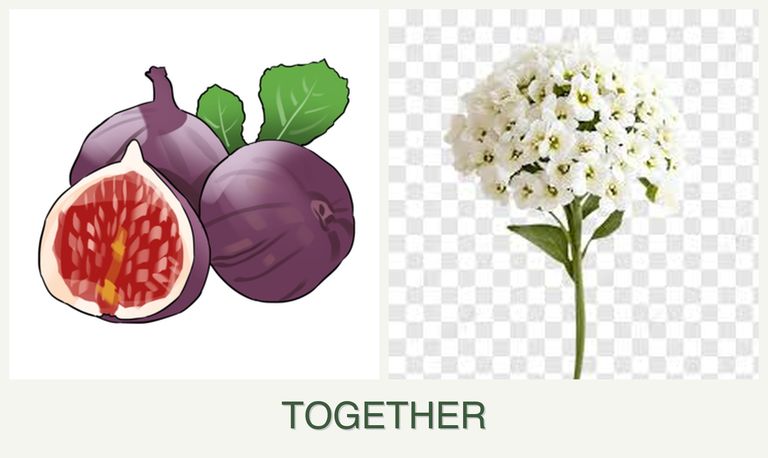 Can you plant figs and alyssum together?