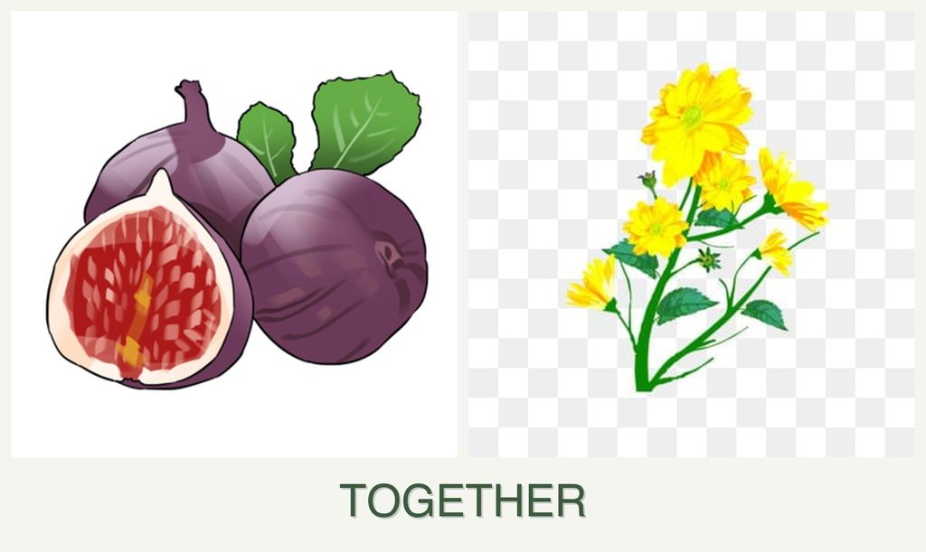 Can you plant figs and calendula together?