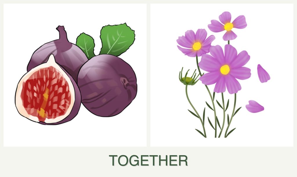 Can you plant figs and cosmos together?