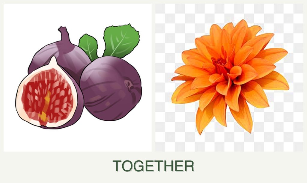 Can you plant figs and dahlias together?