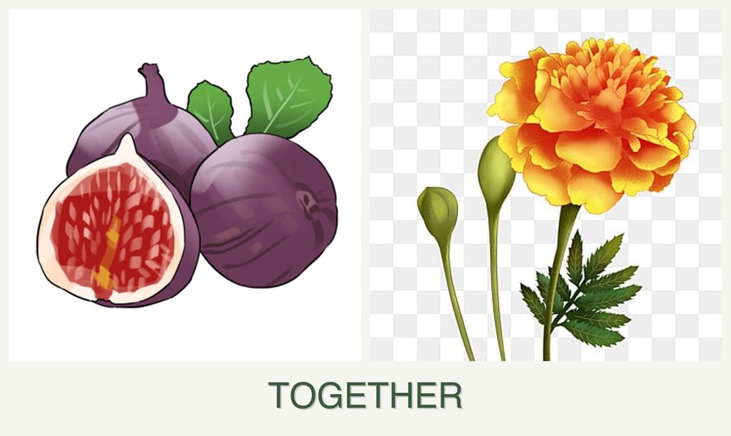 Can you plant figs and marigolds together?