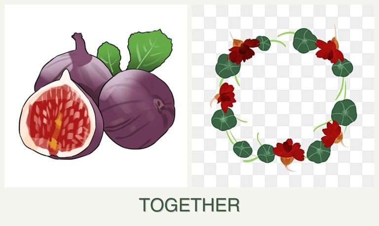 Can you plant figs and nasturtiums together?