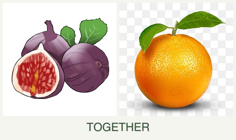 Can you plant figs and oranges together?