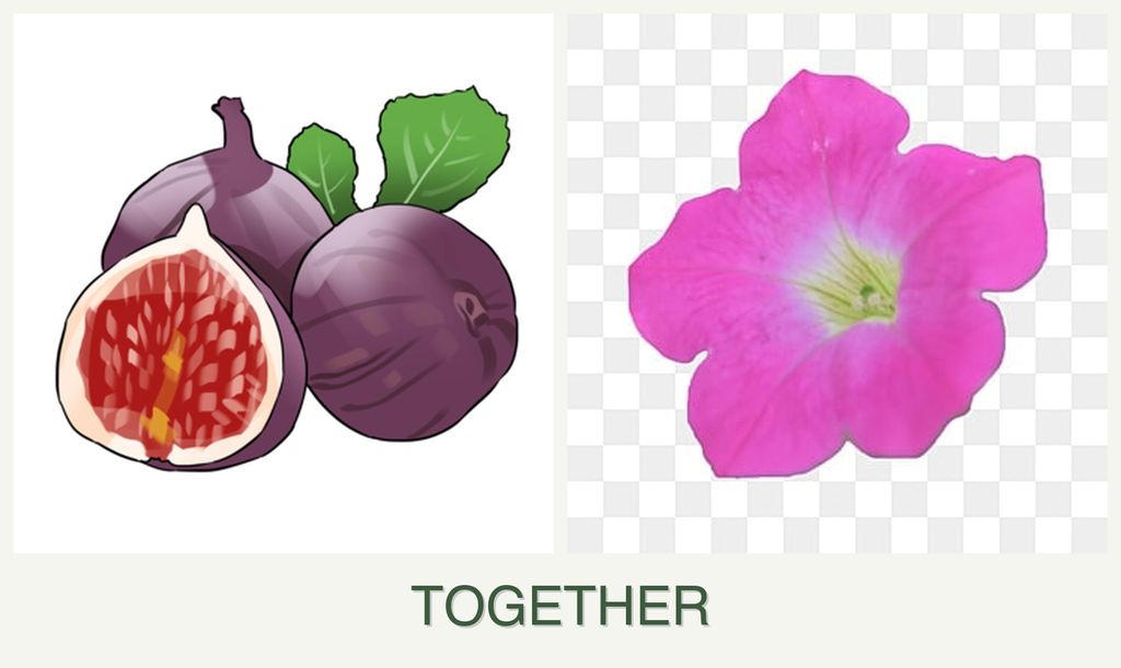 Can you plant figs and petunias together?