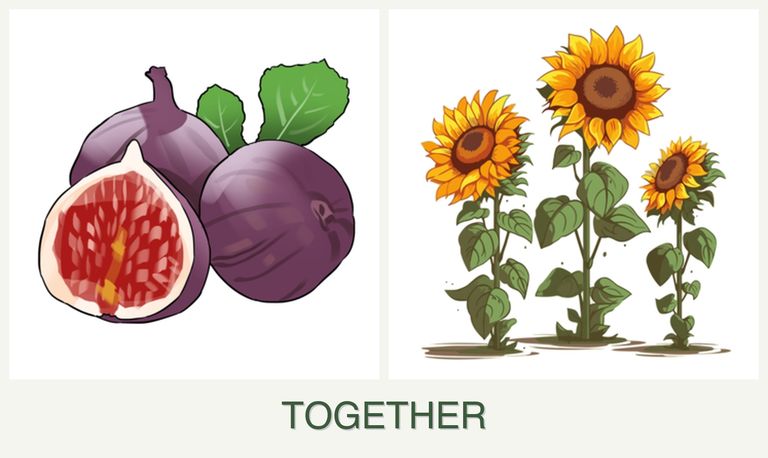 Can you plant figs and sunflowers together?