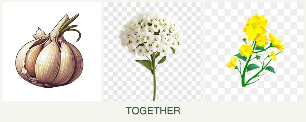 Can you plant garlic, alyssum and calendula together?